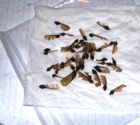 social stratification 2008 sociology ppt stratification in internal ...