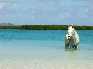 Sea horse at Lac Bay – Bonaire, Netherlands. “There is something ...