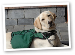 Meet the dogs of Autism Service Dogs of America