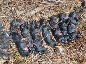 An entire litter of stillborn wolf pups claimed the life of their ...