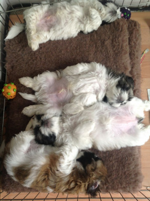 shih tzu puppies for sale