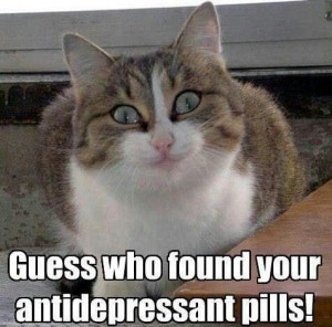 lol..... happy, HaPpY, HAPPY cat!