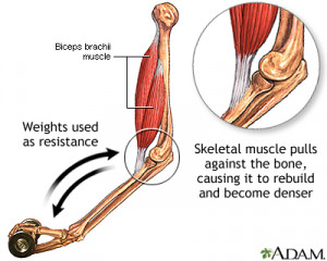 ... muscles to pull on bones cause the bones to retain and possibly gain