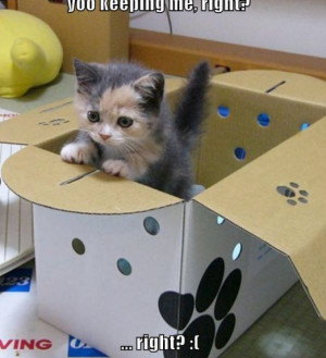 cute funny animals with quotes. cute funny animals with quotes