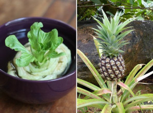 Bok Choy, Pineapple & More: 17 Plants You Can Grow From Kitchen Scraps ...