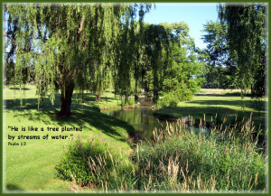 Willows along Donegal Creek