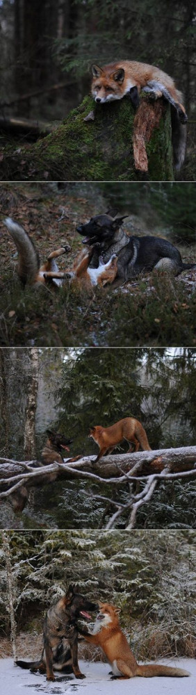 Meet Tinni the dog and Sniffer the fox. Those two found each other in ...