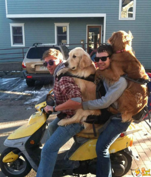 due-uomini-e-due-cani-sullo-scooter.jpg