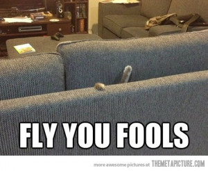 Funny photos funny cat fall couch fly you fools