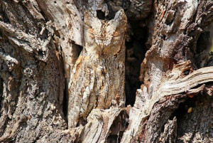 21 Spectacular Examples of Animal Camouflage