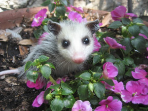 Baby possum + flowers