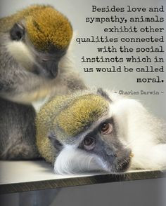 Charles Darwin: The qualities that #animals exhibit.. #quote