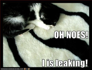 Funny Cat Quotes Clip Art Picture Comments graphics