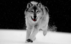 Big Wolf Gray Wallpaper