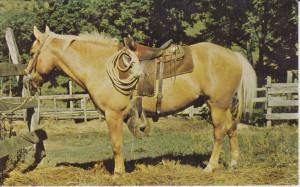 Palomino Horse Postcards