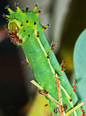 Emperor Gum Mother Caterpillar by indigo37 , on Flickr
