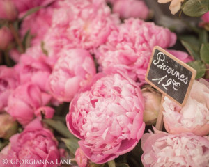 Paris Peonies Photo Postcards - Romantic Pink Flowers, Parisian Flower ...