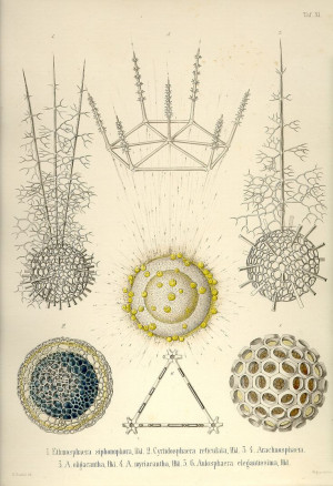 Ernst Haeckel