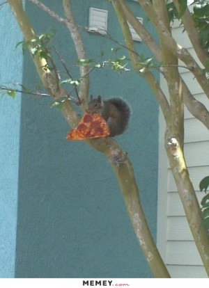 Squirrel Eating Pizza In A Tree