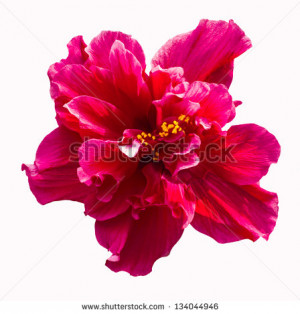 Tropical Hibiscus Flowers
