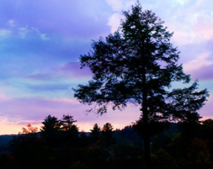 Blue Ridge Mountains Tree Photograp hy Purple Blue Gold Sunset ...