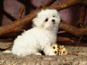 ... views 18747 post subject fluffy and cute puppy fluffy and cute puppy