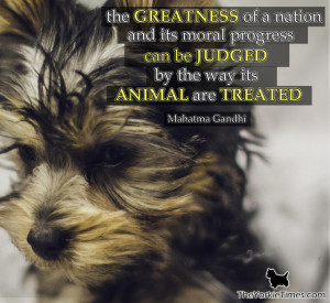It is not just about taking care of your Yorkie, but helping others ...