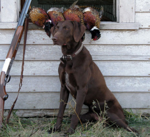 ... that hunter will have the most dissatisfying kansas hunting experience