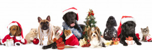 and christmas dog and cat shelter dogs to dream dogs christmas dog and ...