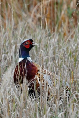 Pheasant of South Dakota