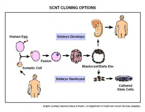 Movie About Cloning Humans For Organs