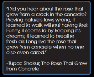 rose-that-grew-from-concrete