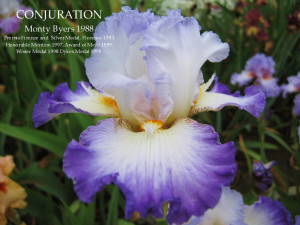 Tall Bearded Space Age Iris CONJURATION