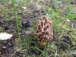 Related Pictures morel mushrooms wild mushrooms morels morel hunting