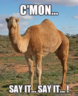 Humpday Camel