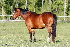 Arabian Quarter Horse Paint