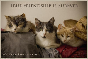 cat friendship quotes