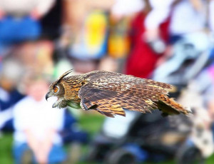 owl-soaring-through-air
