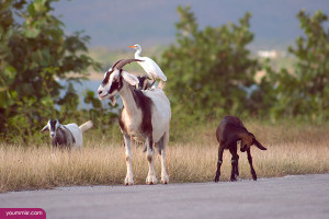 Horse Breeding Pictures Horses Quotes Breeding