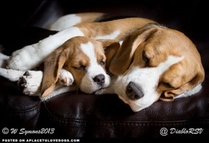 Funny Puppies-beagle-puppy-grace