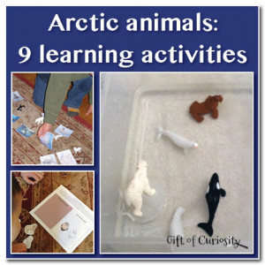 Arctic Animal Science Activities