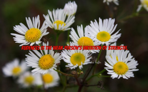 -quote-with-picture-of-the-white-little-flowers-in-garden-rude-quotes ...