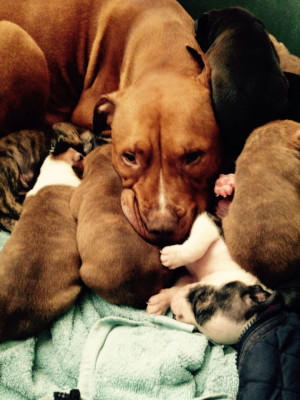 ... blue blood lines £ 50 posted 3 months ago for sale dogs alapaha blue