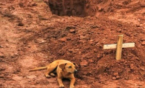 leao-a-dog-in-brazil-sits-vigil-at-her-owners-gravesite-after-fatal ...