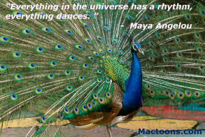 Powerful Music Quotes: Male Peacock Dancing