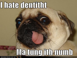 Funny Pugs With Captions