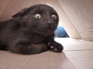 photo funny-black-cat-scared-face-big-eyes_large.jpg