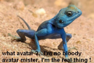 Funny Pictures Lizards on Funny Lizard Picture Funny Pics Co