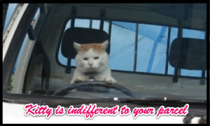 Cat Driving Van Funny Cats Pictures