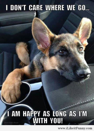 Funny puppy dog car ride alone